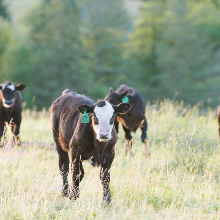 Graan gevoerd rundvlees uit Canada