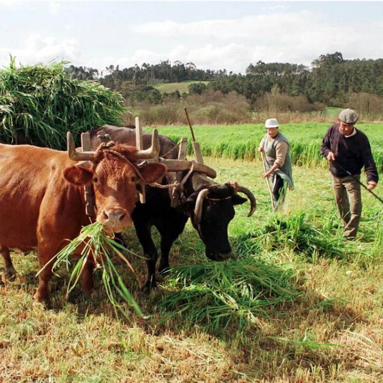 Galicisch rundvlees uit Spanje