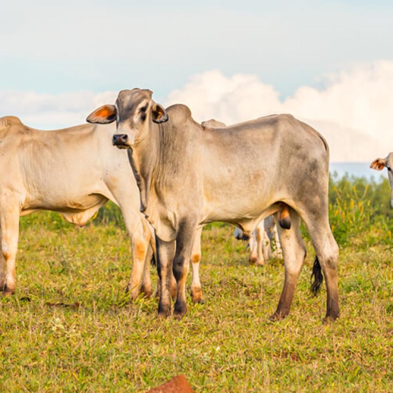 Graan gevoerd rundvlees uit Zuid-Amerika