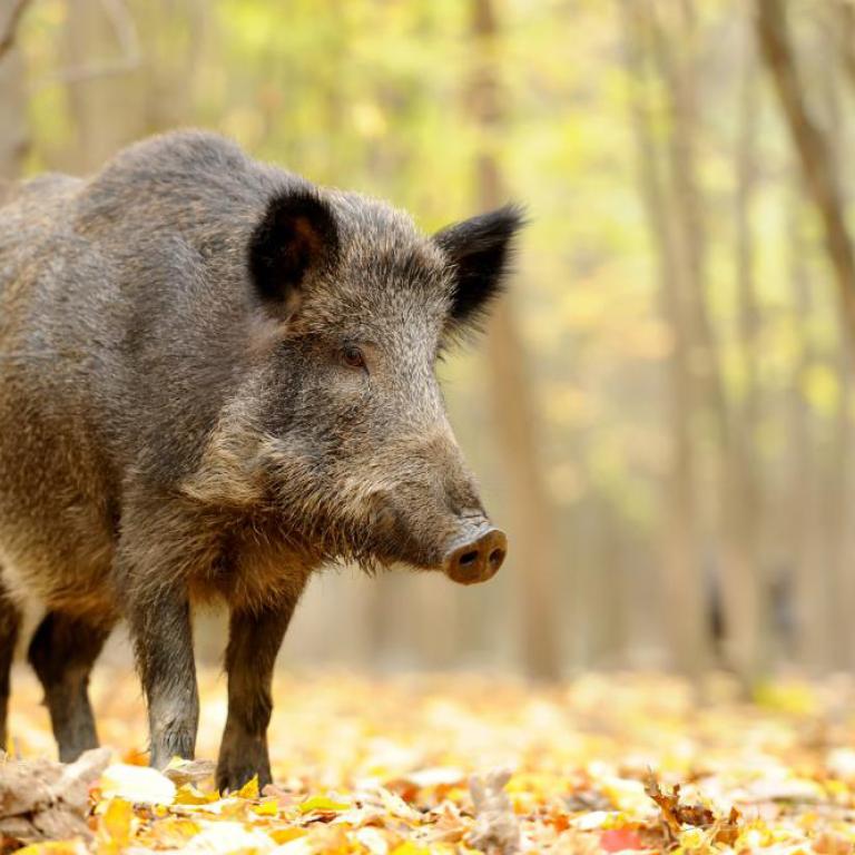 Wild uit Spanje en Polen