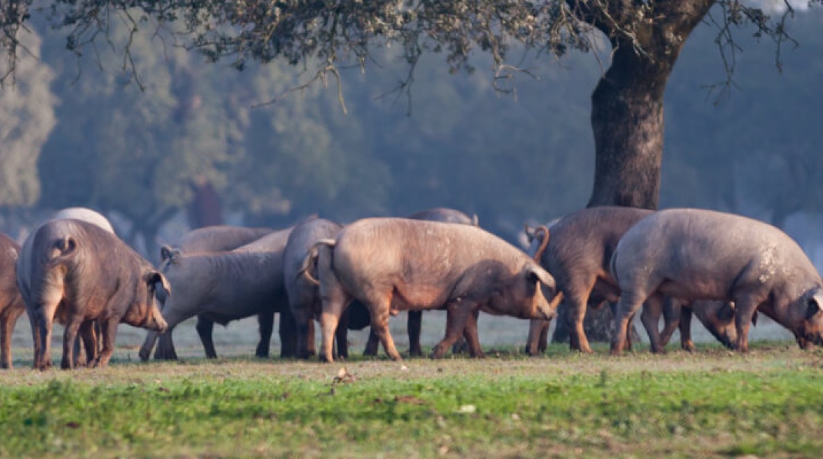 Vers ibérico varkensvlees